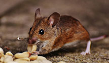 24 Hour & Emergency Exterminators in North Easton, MA